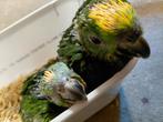 2 baby Geelvoorhoofd-amazone-papegaaien., Sexe inconnu, Perroquet, Domestique
