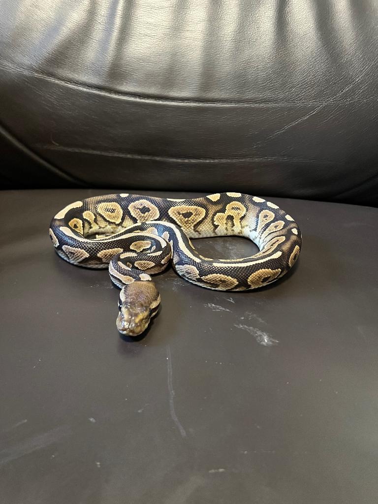 Ball python, Serpent, 0 à 2 ans