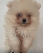 Prachtige mini pomeriaan pups( bear face ), Dieren en Toebehoren, Parvo, België, Particulier, Keeshond