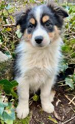 Border collie pups, Animaux & Accessoires, Hépatite contagieuse (maladie de Rubarth), 8 à 15 semaines, Colley, Plusieurs