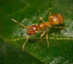 Reine des fourmis Lasius Flavus avec couvain, Fourmis
