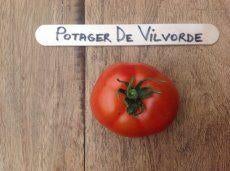 tomatenplanten Potager de Vilvorde tomaten, Ophalen