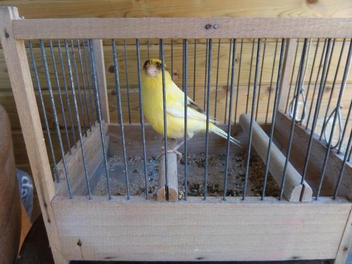 Harzer - zangkanarie, Dieren en Toebehoren, Vogels | Kanaries, Zangkanarie, Mannelijk