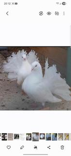 Queue de paon français de Rouen X fantail Anglais cpl, Plusieurs animaux, Autres espèces