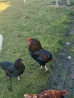 Haan, Dieren en Toebehoren