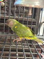 Bonte boer pop 2025, Vrouwelijk, Papegaai, Geringd