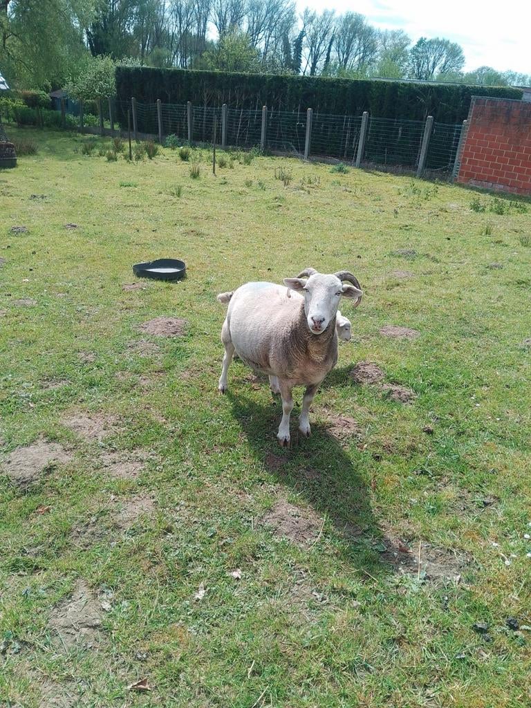 2x ooi+ boklam, Dieren en Toebehoren