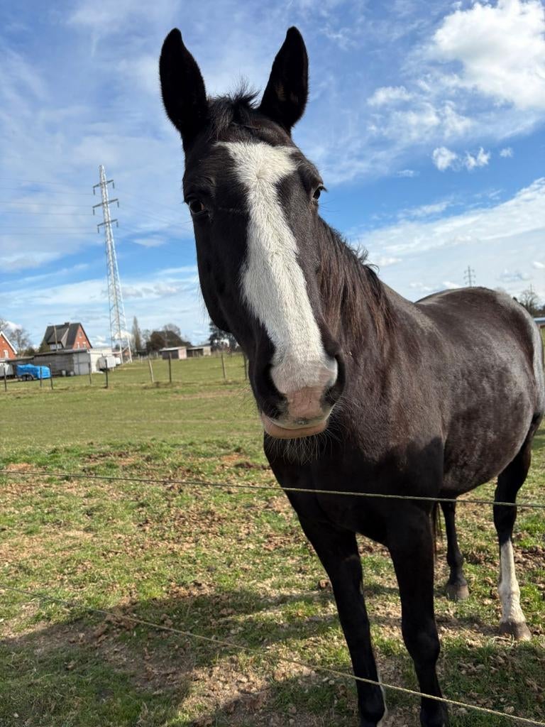 Kwpn merrie 15jaar allround / dressuur/ fokmerrie, Dieren en Toebehoren, Paarden, Merrie, Met stamboom, L, 160 tot 165 cm