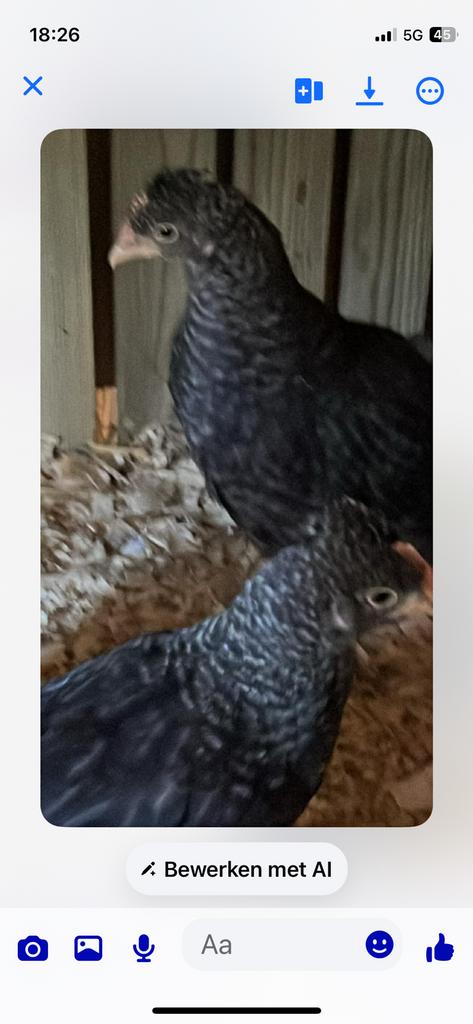 Gratis haantjes kruising marans cream legbar 6 weken oud, Dieren en Toebehoren