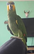 Oranjevleugel amazone met kooi, Mâle, Perroquet, Domestique