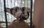 Pigeon, Animaux & Accessoires, Oiseaux | Pigeons, Femelle, Autres espèces