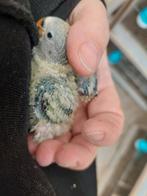 Agapornis roseicollie baby tam groen, Dieren en Toebehoren, Tam