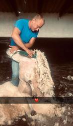 Scheren van alle soorten schapen&alpaca’s heel belgie, Dieren en Toebehoren, Schaap