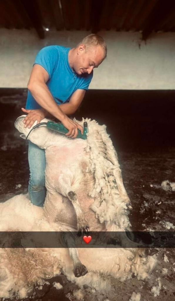 ‼️Scheren van alle soorten schapen&alpaca’s heel belgie‼️, Dieren en Toebehoren, Schapen, Geiten en Varkens, Schaap