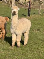 Alpaca, Décembre, Mâle