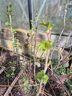 Zwarte bessen Titania, Tuin en Terras, Ophalen