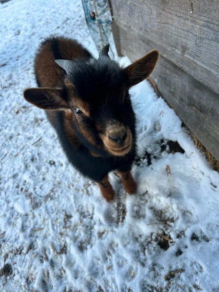 Bokjes te koop, Dieren en Toebehoren, Schapen, Geiten en Varkens, Geit, Mannelijk, 0 tot 2 jaar