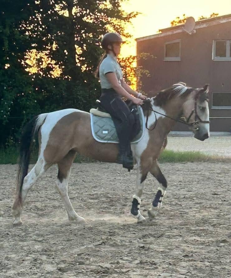 Prachtige valk bonte merrie D-pony sportpony kinderpony, Dieren en Toebehoren