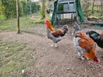 Marans haan blauwkoper raszuiver, Dieren en Toebehoren