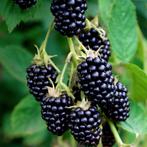 Doornloze braamstekken, Tuin en Terras, Ophalen