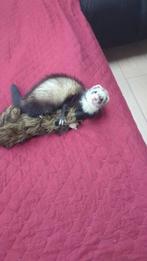 Jonge fret met kooi, Dieren en Toebehoren, Januari, Vrouwelijk