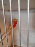 Mooie turquoisine koppel te koop 60 €, Dieren en Toebehoren, Vogels | Parkieten en Papegaaien