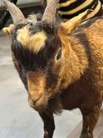 Opgezette geit, Enlèvement