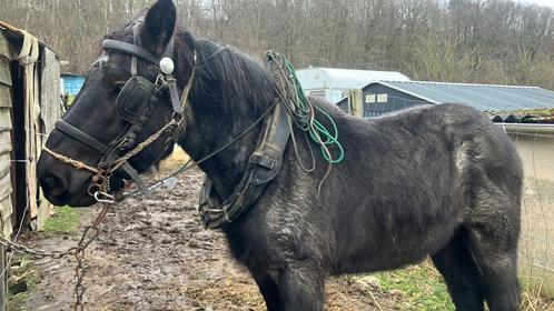 Trekpaard blauwschimmel, Dieren en Toebehoren, Paarden en Pony's | Beschermers, Ophalen