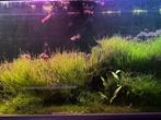 Guppys, Dieren en Toebehoren, Vissen | Aquariumvissen, Vis, Zoetwatervis, Schoolvis