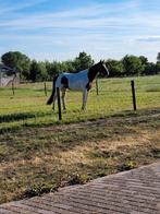 Bonte ruin, Dieren en Toebehoren, Paarden, Ruin, Zadelmak, Springpaard