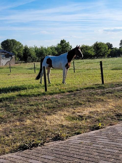 Bonte ruin, Dieren en Toebehoren, Paarden, Ruin, Zadelmak, Springpaard