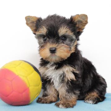 Yorkshire Terriër - Belgische pups te koop beschikbaar voor biedingen