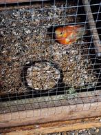 Roodrugparkiet, Dieren en Toebehoren, Mannelijk, Parkiet, Geringd