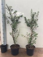 Quercus suber, Haagplant  -meerstammige bosjes-