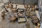 Khaki Campbell eenden, Dieren en Toebehoren, Pluimvee, Meerdere dieren, Eend