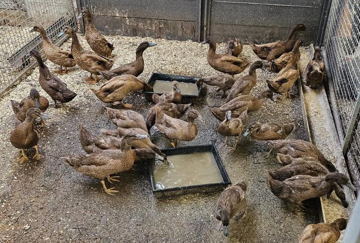 Khaki Campbell eenden, Dieren en Toebehoren, Pluimvee, Eend, Meerdere dieren
