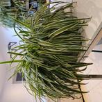 Magnifique nénuphar XL (spécimen) avec une luxueuse fleur ro, Enlèvement, Comme neuf