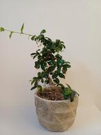 Bonsai boompje met certificaat van The Bonsaïst, Tuin en Terras, Planten | Bomen, Ophalen