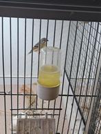 Parulines citronnelles, Animaux & Accessoires, Oiseaux | Oiseaux Autre