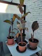 verschillende canna planten te koop, Tuin en Terras, Ophalen