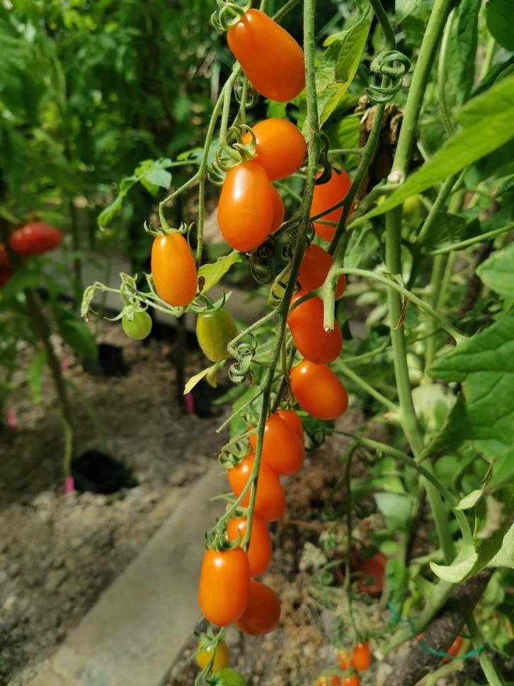 tomate précoce Datterino Arancio - kerstomaat - 5 graines, Jardin & Terrasse, Bulbes & Semences, Graine, Printemps, Envoi