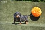 Prachtige kortharige Teckel pupjes, Dieren en Toebehoren, Honden | Teckels en Dashonden, België, CDV (hondenziekte), 8 tot 15 weken