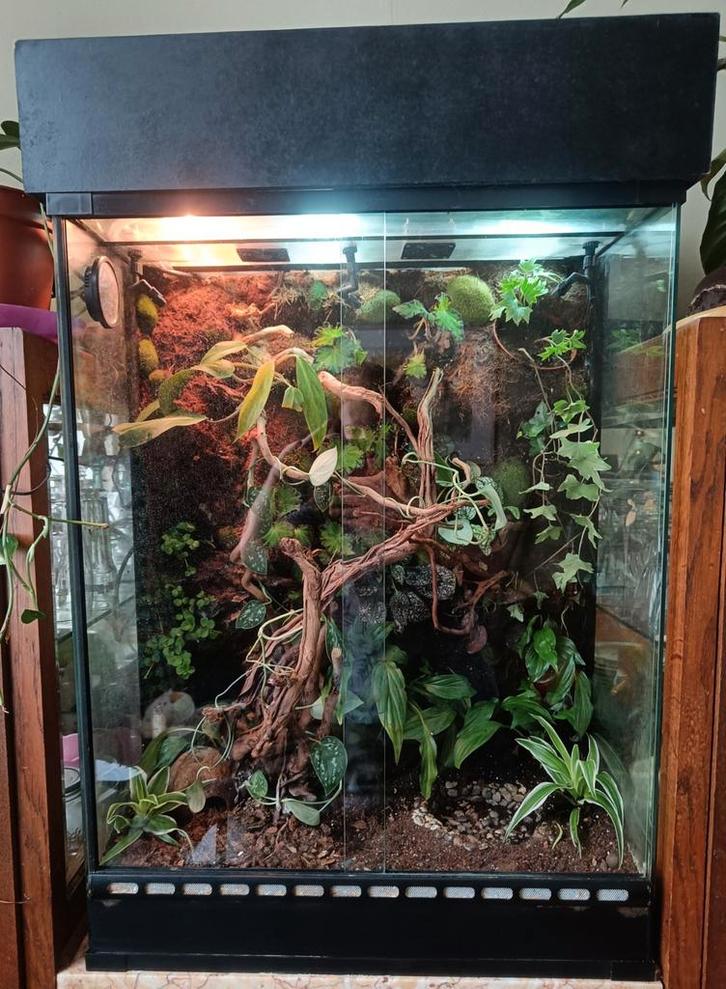 Paludarium, Dieren en Toebehoren, Reptielen en Amfibieën