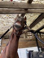 Paarden doorrijden, Springpaard, Meerdere dieren, Niet van toepassing