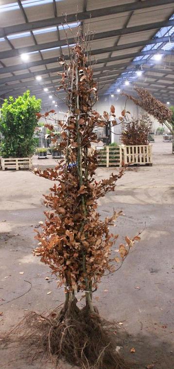 Beukenhaag / Fagus sylvatica beschikbaar voor biedingen
