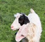 chevreaux maltais bouc et  chèvre, Dieren en Toebehoren, Schapen, Geiten en Varkens, Geit