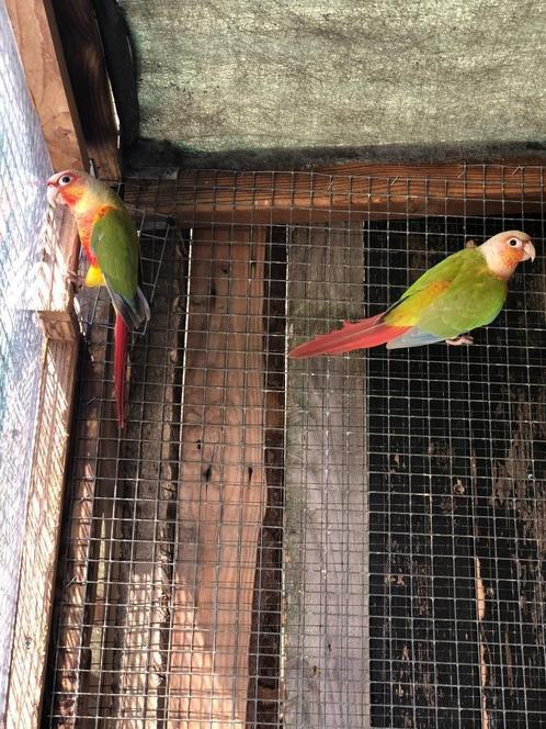 Pyrrhure, Animaux & Accessoires, Oiseaux | Perruches & Perroquets, Perruche, Bagué