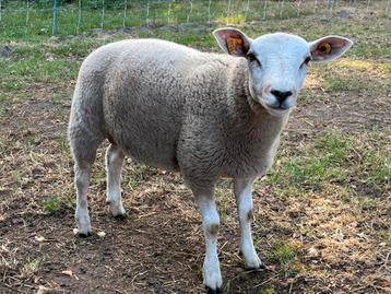 Ramlammeren, Mâle, Mouton, 0 à 2 ans
