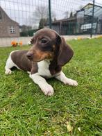 Chiots teckels nains Teckel, Poils courts, Parvovirose, Plusieurs, Nain