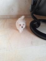 Maltezer pups, Dieren en Toebehoren, Honden | Chihuahua's en Gezelschapshonden, België, Maltezer, CDV (hondenziekte), 8 tot 15 weken